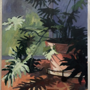 potted plant in partial shadow on terracotta porch